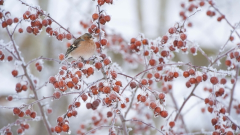 Chaffinch in Crab Apple tree