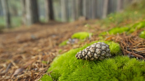 Scots Pine cone