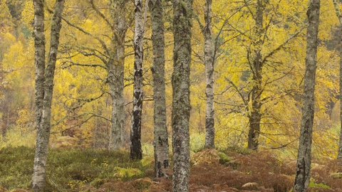 Silver Birch