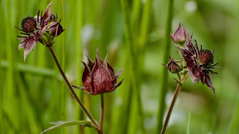 Marsh Cinquefoil