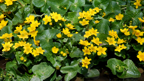 Marsh-marigold