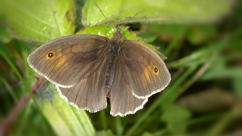 Meadow Brown