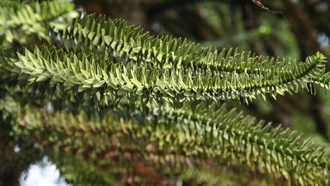 Monkey-puzzle