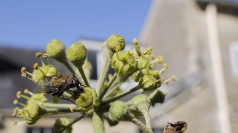 Cluster Fly on Ivy flower