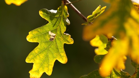 English Oak