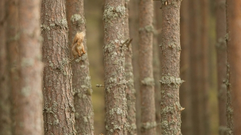 Red Squirrel on Scots Pine