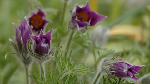 Pasqueflower