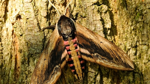 Privet Hawk-moth