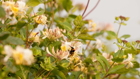 Honeysuckle