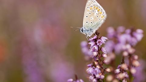 Common Blue