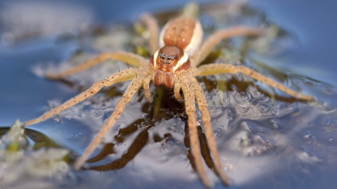 Raft Spider