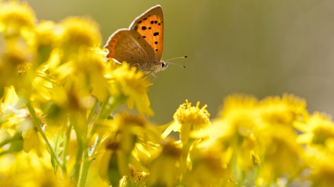 Small Copper butterfly