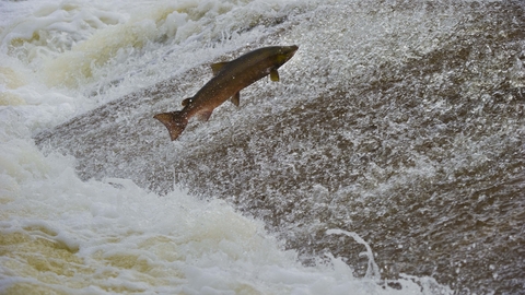 Atlantic Salmon