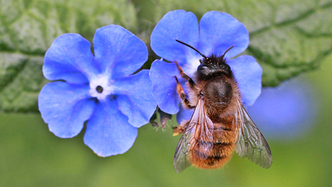 Red Mason Bee