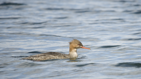 Red-breasted Merganser female