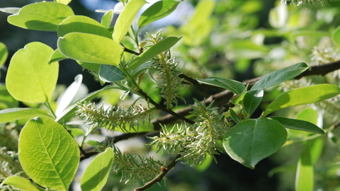 Goat Willow