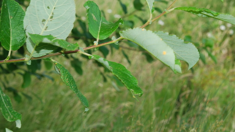 Goat Willow