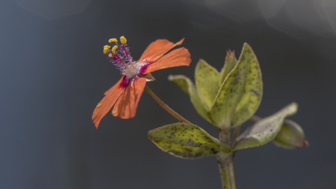 Scarlet Pimpernel