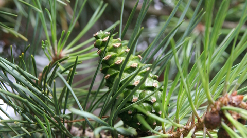 Scots Pine