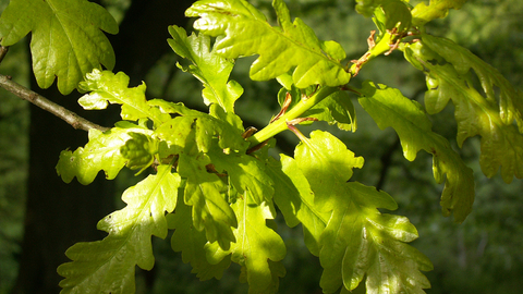 Sessile Oak