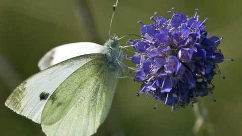 Small White butterfly