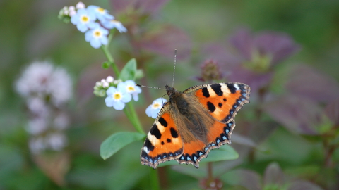 Small Tortoiseshell butterfly