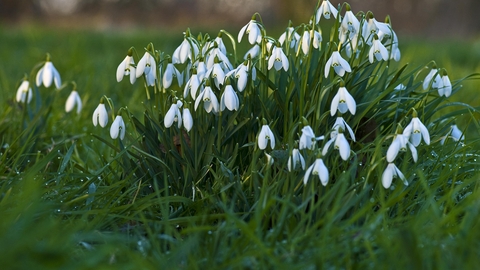 Snowdrops