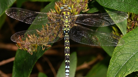 Southern Hawker