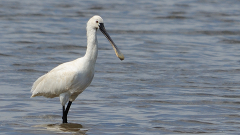 European Spoonbill