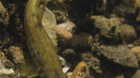 Stone Loach