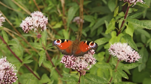 Peacock butterfly