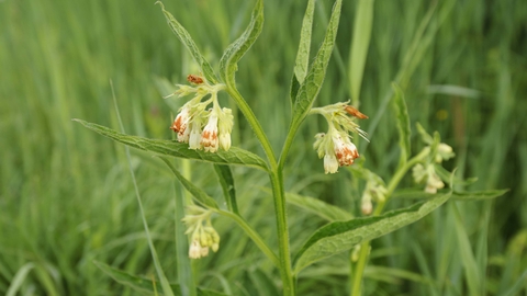 Common Comfrey