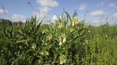 Common Comfrey