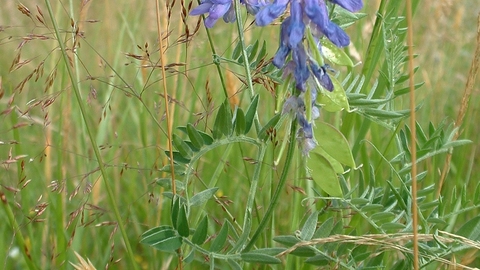 Tufted Vetch