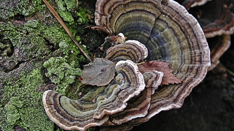 Turkeytail