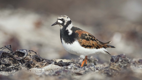 Turnstone