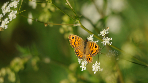 Wall Brown