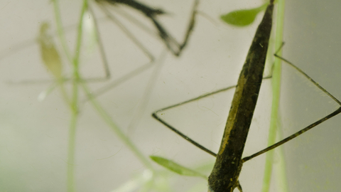 Water Stick Insect