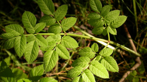 Wild Angelica