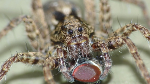 Wolf Spider