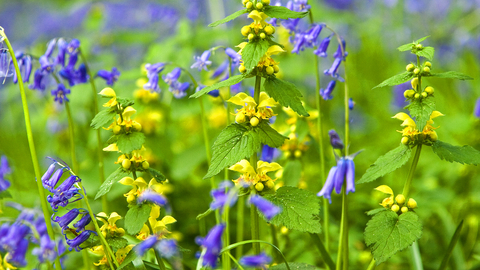 Yellow Archangel