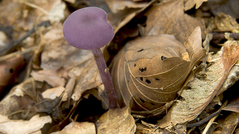 Amethyst Deceiver