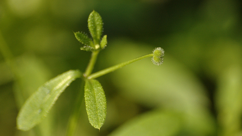 Cleavers