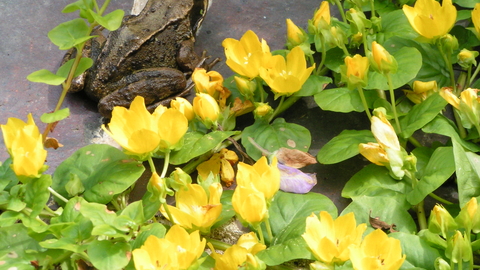 Creeping Jenny