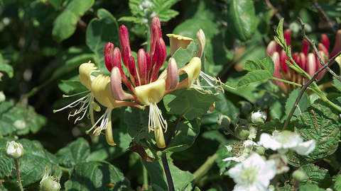 Honeysuckle