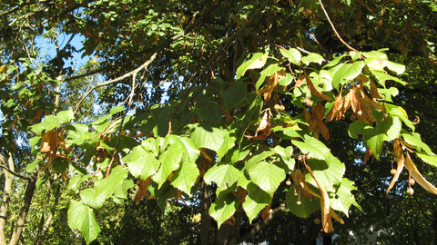 Large-leaved Lime