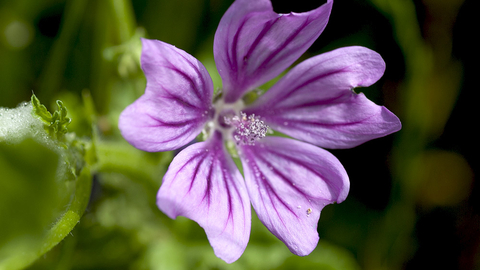 Common Mallow