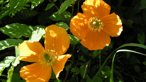 Welsh poppy | Wild About Gardens