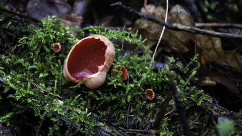 Scarlet Elfcup