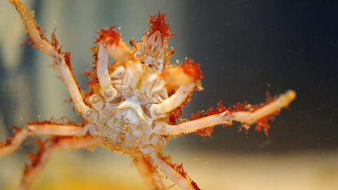 Great Spider Crab